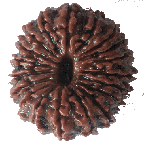 21 Mukhi Rudraksha